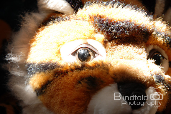 The weathered eyes of a faithful companion